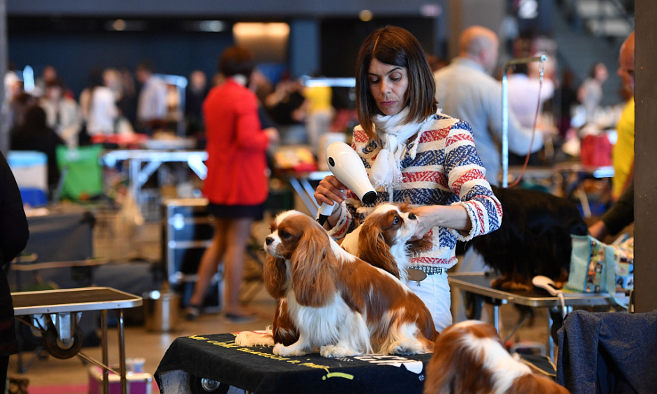 Thriving Pet Store With Grooming In Red Deer For Sale 1