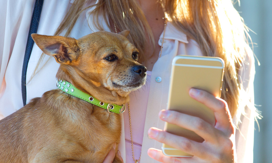 Lucrative App To Stop Unethical Breeding Of Pets For Sale 1
