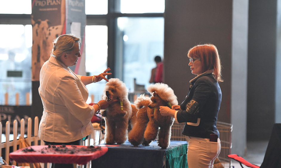 Profitable And Well-Established Dog Daycare Business In Toronto For Sale 1